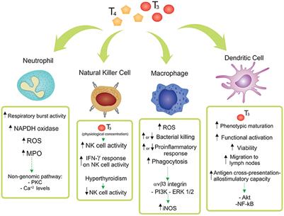 Thyroid Hormone Action on Innate Immunity